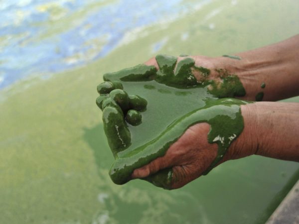 shocking-photos-show-how-polluted-chinas-water-has-become